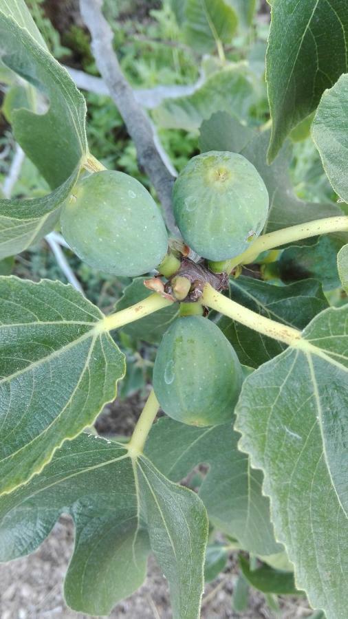 Finca Patio Canario 阿罗纳 外观 照片