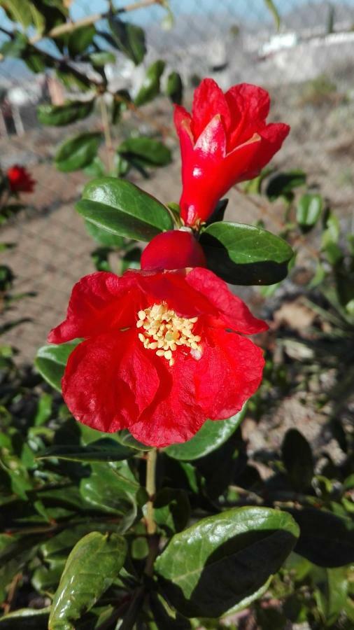 Finca Patio Canario 阿罗纳 外观 照片